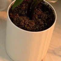 گلدون استوانه ای