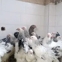 فروش نیمچه برهما کلمبین لایت