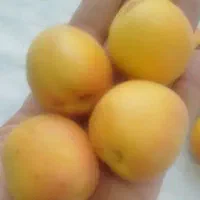 زردآلو