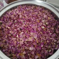 گل محمدی