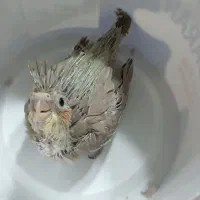 جوجه عروس مخصوص دستی کردن و سخنگو