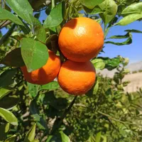 فروش-باغ-مرکبات
