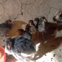 جوجه مرغ لگهورن تخم گذار