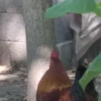 خروس