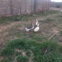قو غاز
