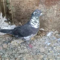 کبوتر نر پرشی
