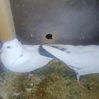 دمسیاه