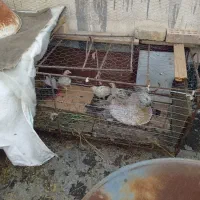 جوجه محلی