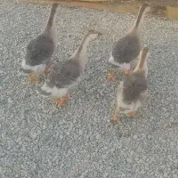 قوقاز