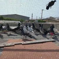 چند عدد کبوتر پرشی آماده پرش