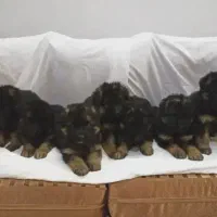 واگذاری ژرمن شپرد شولاین