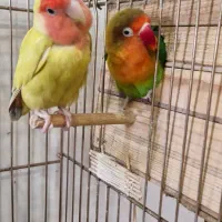 طوطی برزیلی