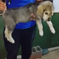 توله پژدر نر