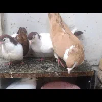 رنگه|پرنده|مشهد, بلال|دیوار