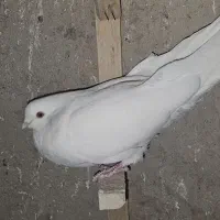 سفید ماده