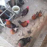 فروش ۵عدد خروس محلی
