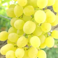 انگور مخصوص درجه یک بناب