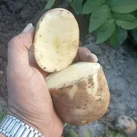 خریدار سیب زمینی از کشاورزان و هر تناژی باشه نقدی