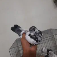 کبوتر پرشی تهر ونی و دمگیر جوجه  یا معاوضه باقناری