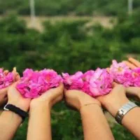 جشن گلاب گیری