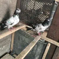 کفترپاکستانی بالا شش عدد
