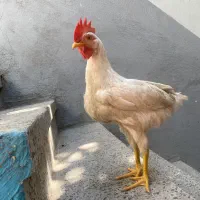 خروس و مرغ مشکی