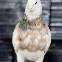 طوقی شکلاتی