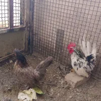 جاپنیز.مرندی.لهستانی.گردن لخت