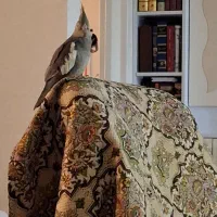 فروش عروس هلندی