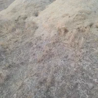 کاه گندم درجه یک