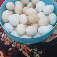 تخم مرغ محلی نطفه دار  دونه ۲۰ هزار