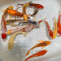 فیش کوی گرید بالا