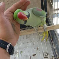 شاه طوطی نر سخنگو اسکندر