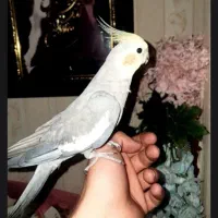 عروس هلندی سخنگو