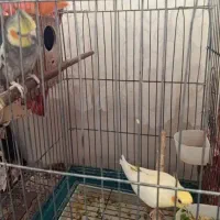 عروس هلندی نر و ماده