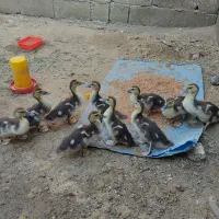 اردک