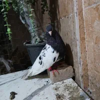 فروشی کله اهوازی
