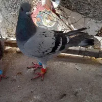 کبوترسبز