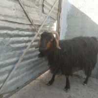 یک دونه میش یک یک دونه بز