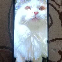 گوشی سامسونگ A06