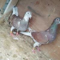 کبوترپلاکی کفتر