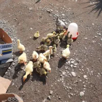 جوجه غازمحلی وقوغاز