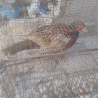 پرنده مرغ