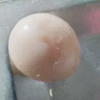 تخم مرغ نطفه دار