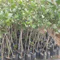 (پسته پیوندی اکبری ۳ساله)