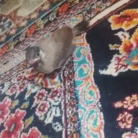 قناری محلی اشتی نر