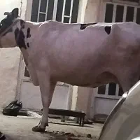 گاو هلشتاین ۳۰کیلو شیر ۶ماه حامله