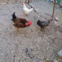 مرغ و خروس