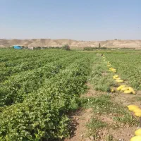 خربزه|خوردنی و آشامیدنی|زنجان, |دیوار