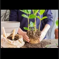 تعویض خاک گلدان‌ها و مشاوره رایگان
